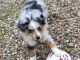 Berger australien disponible pour adoption 