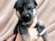 Berger allemand disponible de suite 