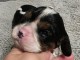 Adorable chiots cavalier king charle 