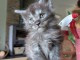 Je donne chaton Maine coon 