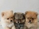 Adorable chiots spitz nain disponible 