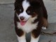 Berger australien disponible pour adoption 