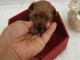 Annonces chiots caniche nain disponible 