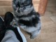 Annonces chiots spitz nain disponible &agrave; adopter 