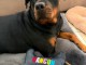 Je donne chiots rottweiler 