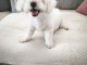 Adoption chiots Bichon maltais disponible 