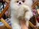Chiots spitz nain pour adoption 