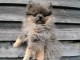 Dons b&eacute;b&eacute; chiots spitz nain femelle 