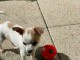 Chiots chihuahua disponible pour adoption 