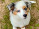 Magnifique chiots berger australien disponible 