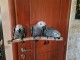 Perroquets Gris du Gabon disponible 