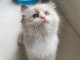 adorable chaton sacr&eacute; de Birmanie en adoption 