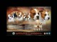 American Staffordshire Terrier &ndash; chiots