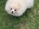 Magnifique chiots Spitz nain disponible 