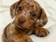 Je donne chiots teckels arlequin disponible 