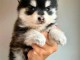 Adorable chiots pomsky disponible 