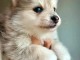 Adorable chiots pomsky disponible 