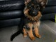 Je donne chiots berger allemand disponible 