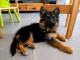 Annonces chiots berger allemand disponible 