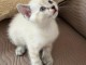 adorable chaton sacr&eacute; de Birmanie en adoption 
