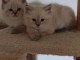 Chaton Sib&eacute;rien disponible pour adoption 