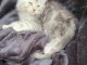 Dons chaton Maine coon femelle 