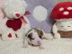 Je donne chiots bulldog anglais femelle 
