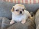 Chiots chihuahua m&acirc;le disponible pour adoption 