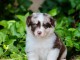 Magnifique chiots berger australien disponible 