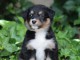 Je donne chiots berger australien disponible 