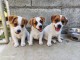 Adorable chiots Jack disponible 