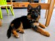 Chiots berger allemand disponible 