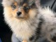 Dons b&eacute;b&eacute; chiots spitz nain femelle 