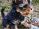 Je donne chiots York disponible 