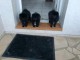Annonces chiots spitz nain 