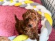 Je donne chiots caniche toy 