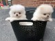 Chiots spitz nain disponible 