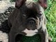 Adoption chiots bouledogue fran&ccedil;ais m&acirc;le 