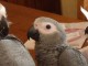 Jeunes Perroquets Gris du Gabon