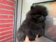 Magnifique chiots Spitz nain 