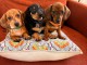 Adoption chiots teckels disponible int&eacute;ress&eacute; Inbox 