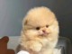 Adorable chiots spitz nain Pom&eacute;ranien 