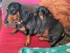 Annonces chiots teckels disponible 