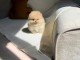 Chiots spitz nain disponible 