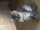 Magnifique chaton Maine coon disponible 