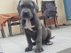 Annonces chiots cane corse disponible 
