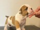 Adorable chiots bullg anglais m&acirc;le 