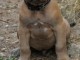 Je donne chiots cane corse m&acirc;le 