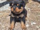 Magnifique chiots rottweiler m&acirc;le a place 