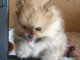 Je donne chiots spitz allemand m&acirc;le a donner 